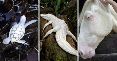 23 Albino Animals That Look Like Theyre From Another Planet Bright Side