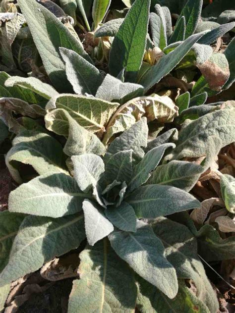 Grow Mullein The Easy Way Healthy Herbs