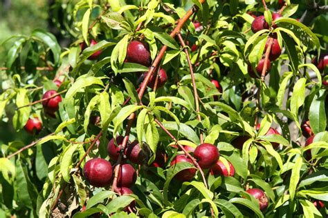 How To Grow A Plum Tree Top Tips