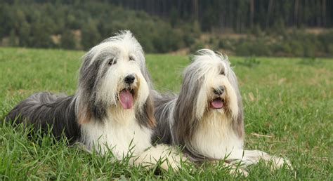 Bearded Collie Scottish Dog With The Cool Beard Dogs