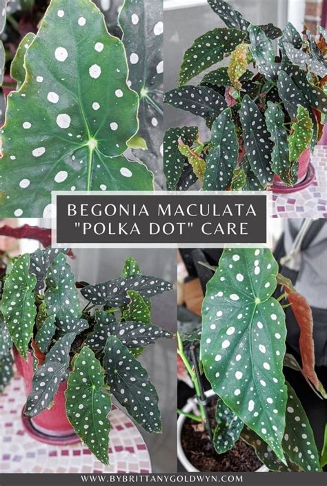 How To Care For The Gorgeous Begonia Maculata Plant Artofit