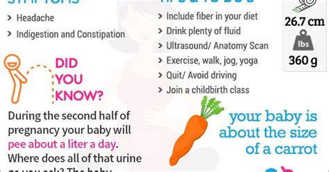 20 Weeks Pregnant Infographic Including Symptoms Tips Facts And Baby