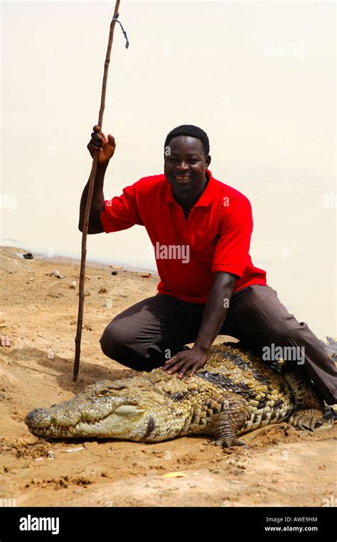 Crocodile Whisperer Local Man Sits On A Nile Crocodile Crocodylus