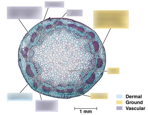 Eudicot Typical Cross Section Of Stem With Vascular Bundles Forming A