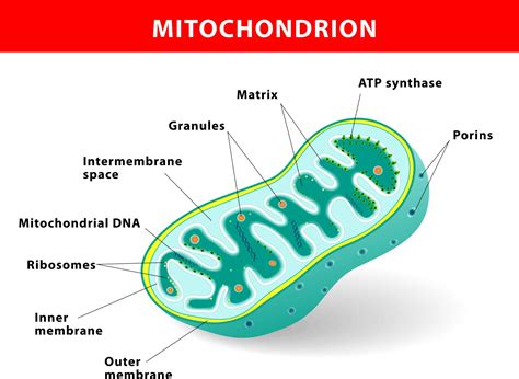Mitochondria Label Diagram