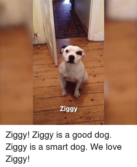 Ziggy Ziggy Ziggy Is A Good Dog Ziggy Is A Smart Dog We Love Ziggy