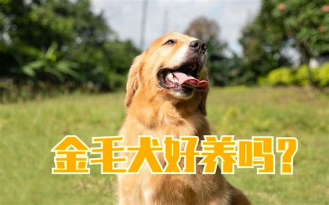 金毛犬好养吗？养过它的人都知道怎么回答哔哩哔哩bilibili