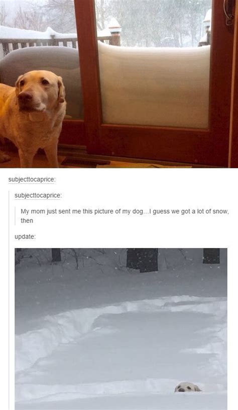 This Snowy Dog 19 Photos That Will Make You Laugh Without Knowing