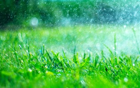 Grass With Rain Drops Watering Lawn Rain Blurred Green Grass
