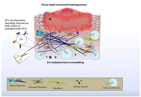 What Is Extracellular Matrix Veterinary Sciences Free Full Text