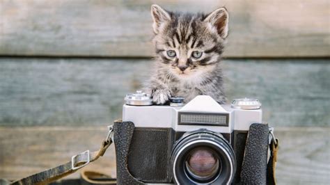 Cats And Cameras Adorable And Cute Cats And Cute Kittens With Cameras
