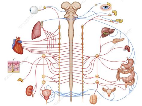 Autonomic Nervous System Illustration Stock Image C046 2933 Science Photo Library