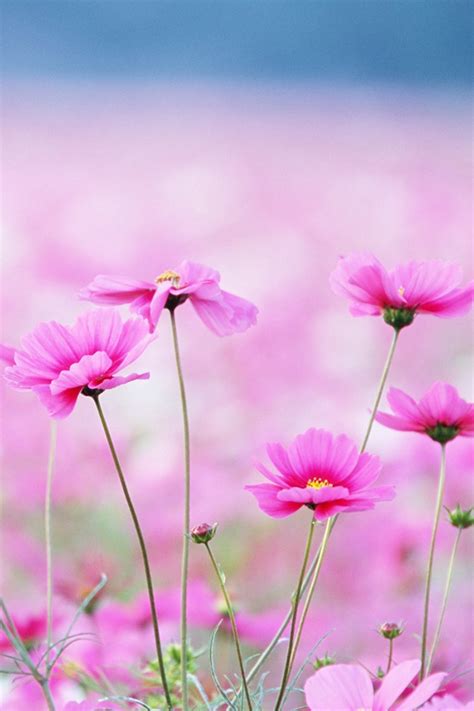 Pink Flower Iphone Wallpaper