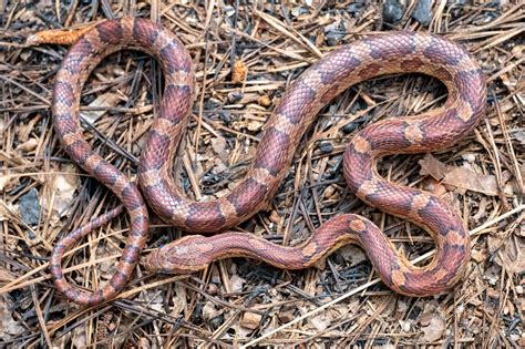 Red Cornsnake South Carolina Partners In Amphibian And Reptile