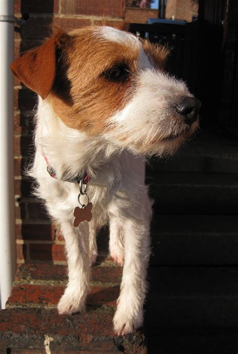 Top Image Wire Haired Jack Russell Terrier Thptnganamst Edu Vn