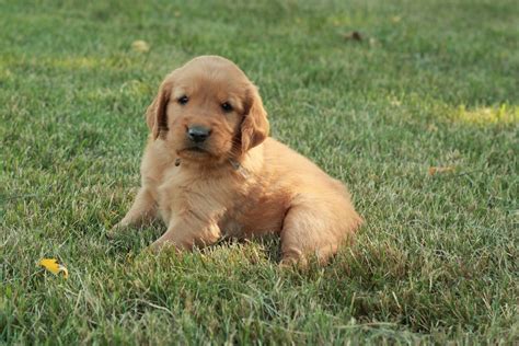 Golden retrievers are not couch potatoes! Betsy & Shep's 2014 AKC Golden Retriever Puppies - Windy ...