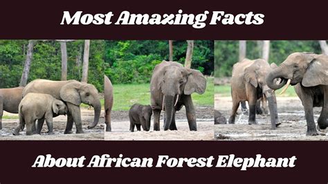 African Forest Elephant Facts Shorts Youtube