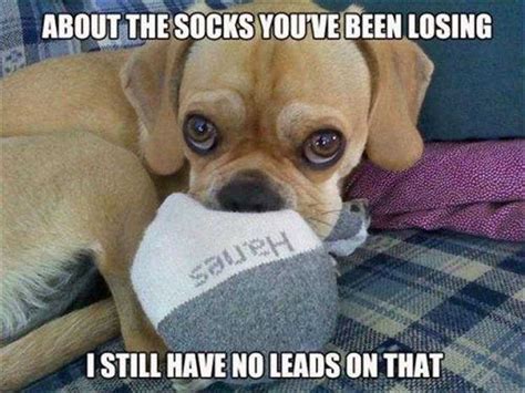 Top 35 Hilarious Pet Memes Of The Day