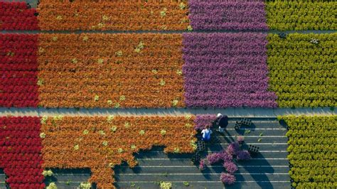 Flower Farming Bing Wallpaper Download