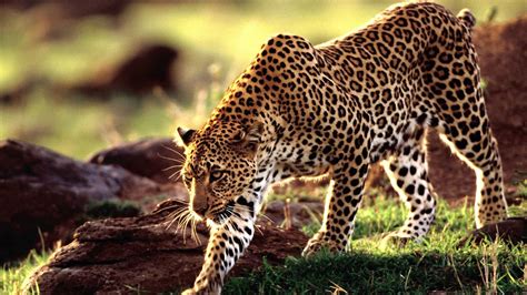 Wild Animal Leopard Wallpaper Hd Wallpaperwiki