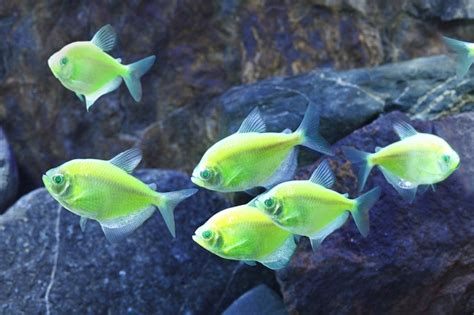 Glofish Electric Green Tetras Glofish Aquarium Fish Fish