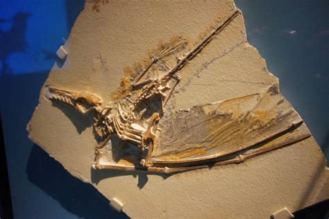 Pterosaurs Havent Soared For 67 Million Years But They Can Still Teach Us About Flight Cbc Radio