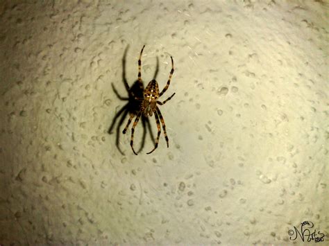 Wenn der herbst kommt, ist auch die winkelspinne auf dem vormarsch. (Kreuz)Spinne im Haus Foto & Bild | tiere, wildlife ...