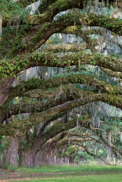 1000 Images About The Majestic Oak On Pinterest Charleston Sc White