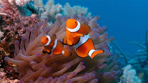 With over 50 different languages available to. Clownfish wallpaper - 1110016