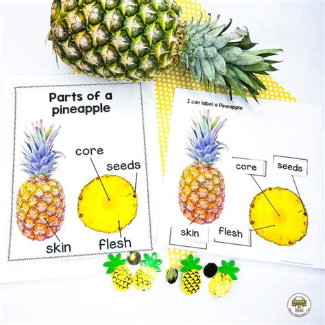 Pineapple Science Activities