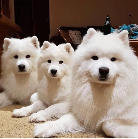 I have been looking into finding a samoyed for my wife and me. Samoyed Dog Breed Info: Pictures, Characteristics & Facts