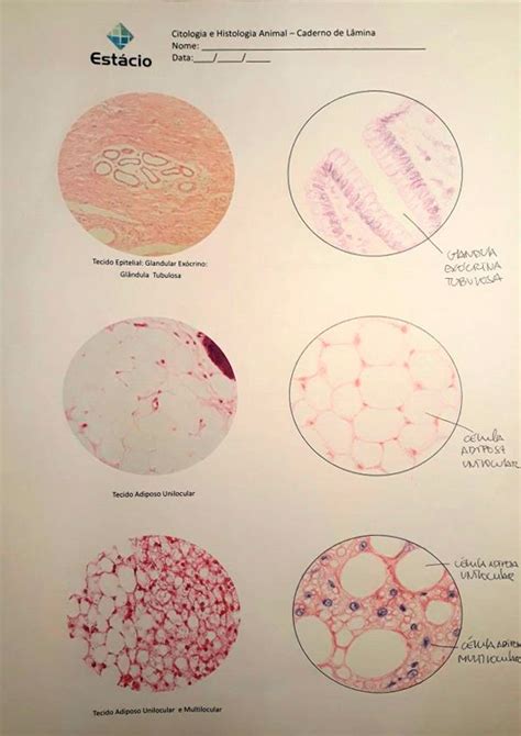 Caderno De Laminas Epitelial Pavimentoso Passei Direto Biologia My