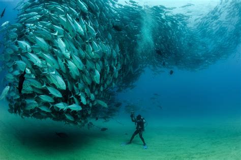 nature, Fish, Photography, Photographers, Sea Wallpapers ... Nature 4k wallpapers for mac, pc, iphone 10 and x, ipad, android and windows 10.