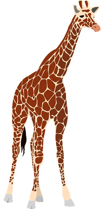 Giraffe Png Transparent Image Download Size 360x720px