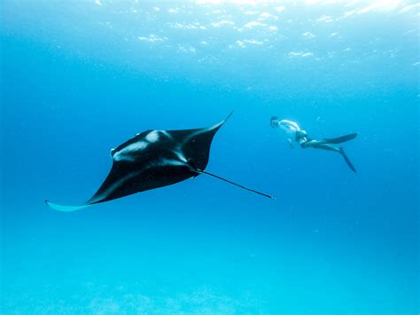 Top 14 Places To Dive With Manta Rays Underwater360