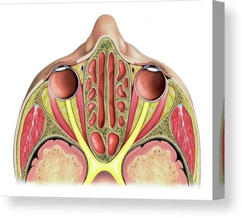 Paranasal Sinuses Canvas Print Canvas Art By Asklepios Medical Atlas
