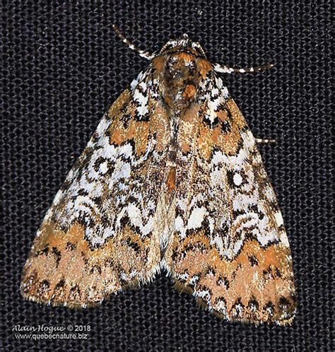 Moth Cerma Cora BugGuide Net