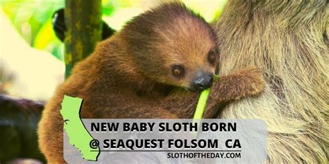 Can You Have A Sloth As A Pet In California Pet Spares