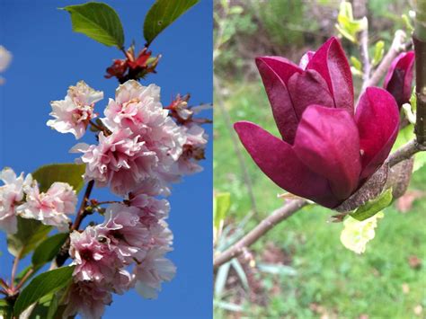 Magnolia Vs Cherry Blossom 6 Key Differences World Of Garden Plants