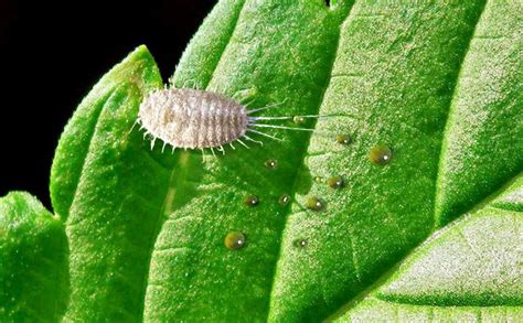 Mealybugs On Cannabis Annoying White Fuzzy Bugs Herbies