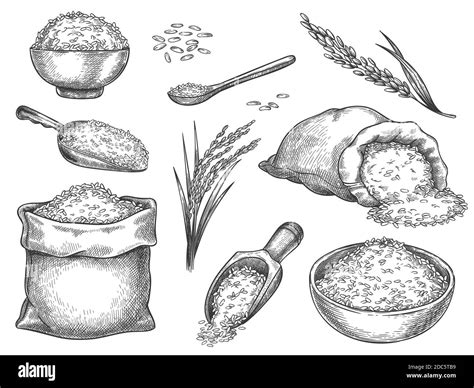Sketch Rice Grains Vintage Seeds Pile And Farm Ears Whole Basmati