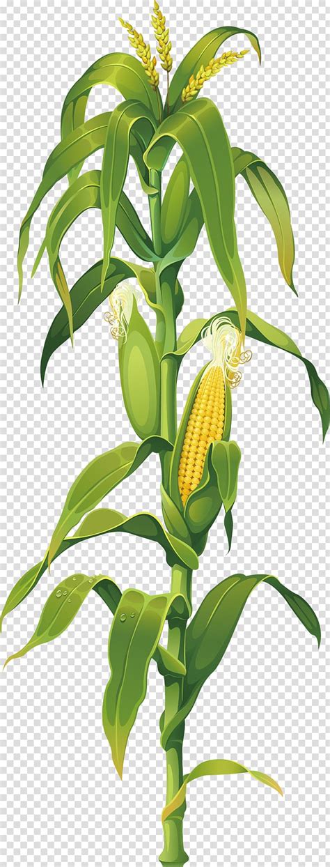 Green Corn Plant Illustration Maize Corn On The Cob Drawing Plant