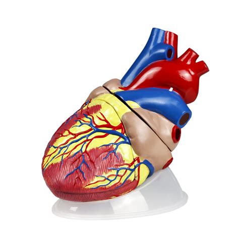 けになりま Medical Anatomical Human Jumbo Heart Model 3 Part 3x Enlarged きをしてま