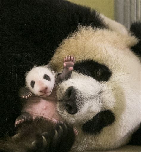 Les 10 Photos Les Plus Craquantes Du Bébé Panda Né Au Zoo De Beauval