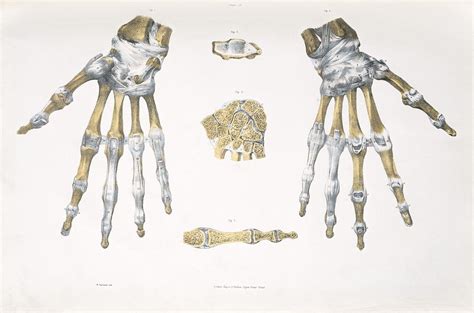 Hand Bones And Ligaments Photograph By Sheila Terry Fine Art America