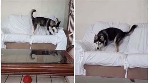 Video Viral Perro Baja Rápidamente Del Sofá Cuando Llega La Viejita