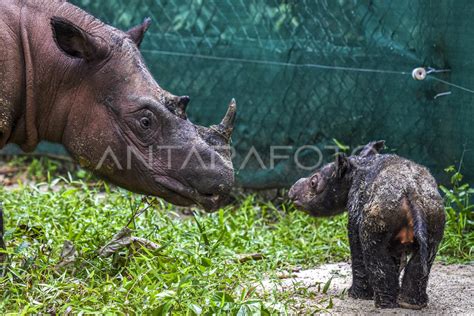 Kelahiran Badak Sumatera Di Suaka Rhino Sumatera Tnwk Antara Foto