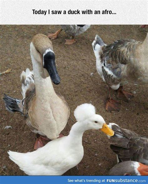 Duck With Afro Funsubstance Duck Dog Friends Animals