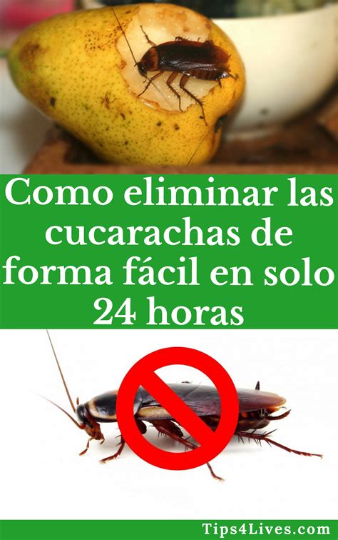 Para eliminar o matar cucarachas, primero debemos conocer algunos datos sobre su naturaleza y hábitos. Como eliminar las cucarachas de forma fácil en solo 24 ...