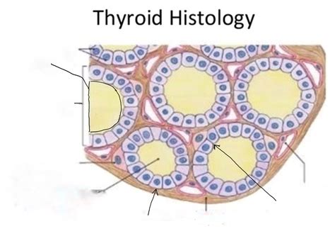 Thyroid Gland Structure Diagram Quizlet